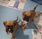 *** Boxer Puppies *** Available ***