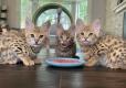 Beautiful Serval Kittens Available